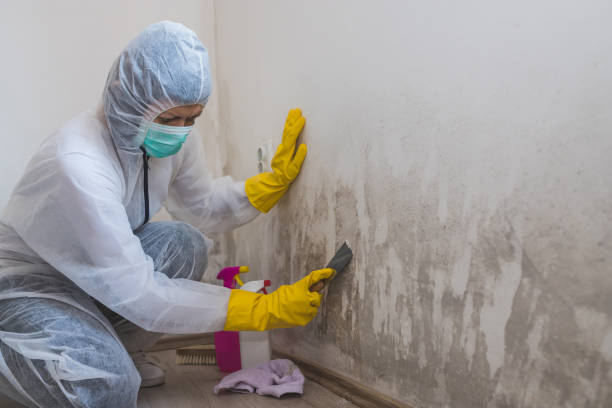 Best Mold Testing  in Puget Island, WA