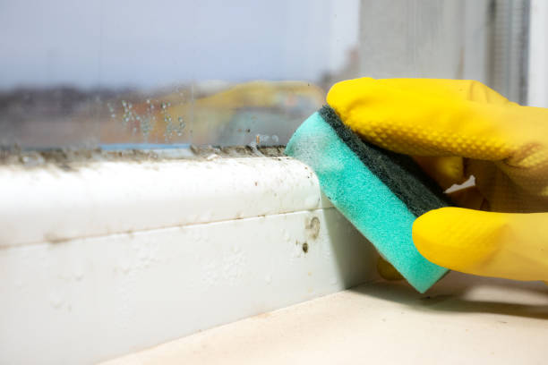 Best Residential Mold Removal  in Puget Island, WA