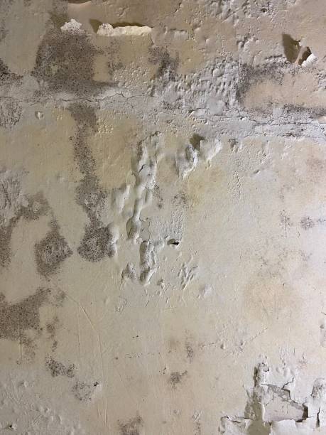 Best Mold Damage Repair  in Puget Island, WA